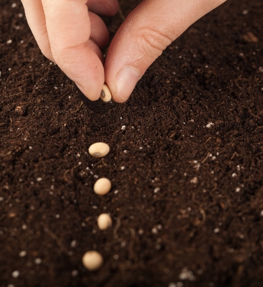Seed